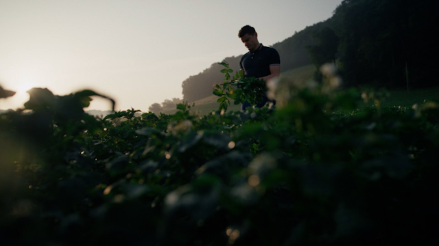 Kartoffel Suisse Garantie